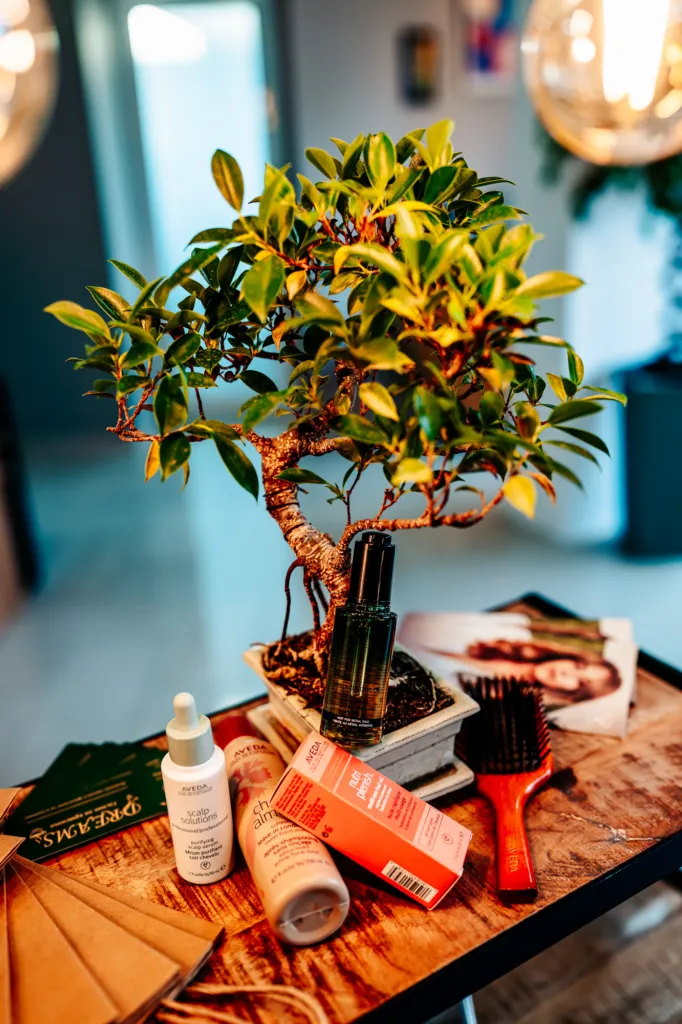 DREAMS S&F – София. Фото: Dreamssf